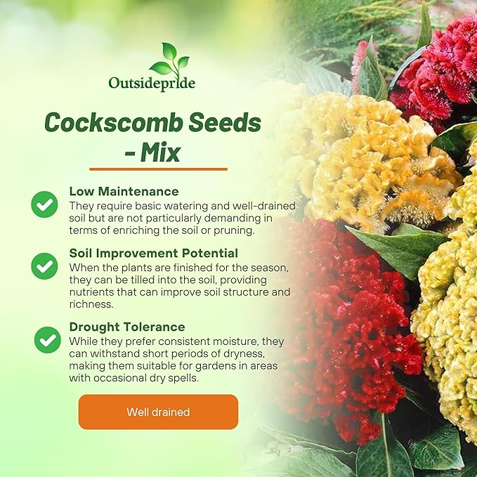 Outsidepride Mix Cockscomb Seeds - 1000 Pcs Annual Dwarf Celosia Flower Seeds for Planting, Easy to Grow, Heat & Drought-Tolerant Exotic Flowers with Wavy Crests for Colorful Gardens
