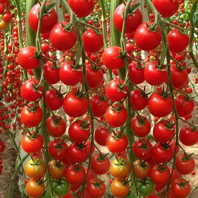 200pcs Waterfall Tomato Seeds - Heirloom, Non-GMO, High-Yield Variety - Complete Planting Guide Included for Home Gardens, Perfect Gardening Gift (Waterfall Tomato Seeds)