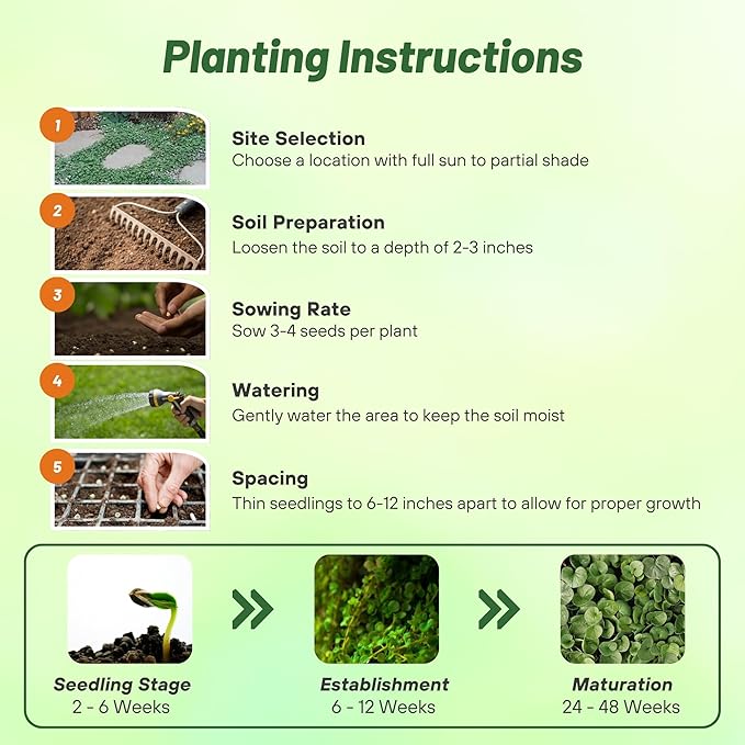 Outsidepride Perennial Dichondra Emerald Falls Seed - 15 Pcs Drought & Heat Tolerant, Low-Growing, Ground Cover Seeds for Planting Lush Green Ground Cover for Gardens, Pathways & Container Planting