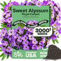 SVI 3000 Royal Carpet Sweet Alyssum Seeds (Lobularia maritima) – Sweet Alyssum Flower Seed Packets Bulk – Perfect Ground Cover Purple Flower Seeds for Outside, Containers, Borders