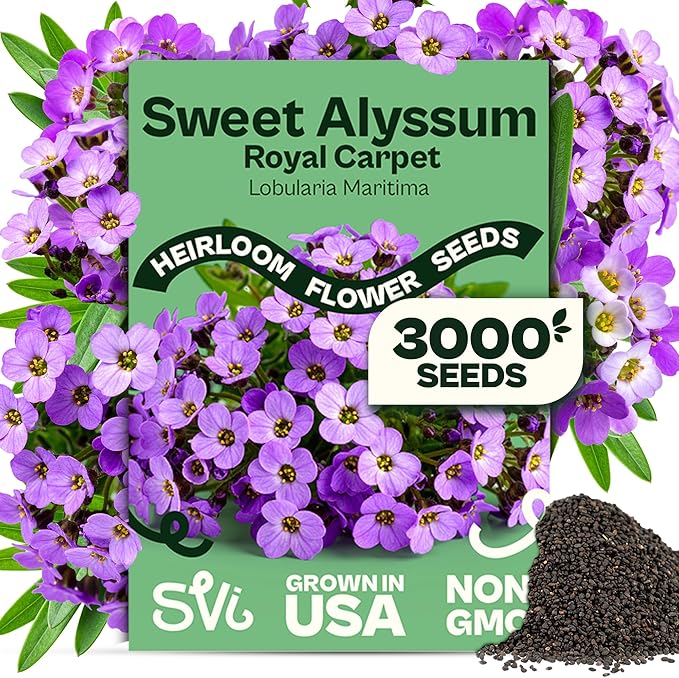 SVI 3000 Royal Carpet Sweet Alyssum Seeds (Lobularia maritima) – Sweet Alyssum Flower Seed Packets Bulk – Perfect Ground Cover Purple Flower Seeds for Outside, Containers, Borders