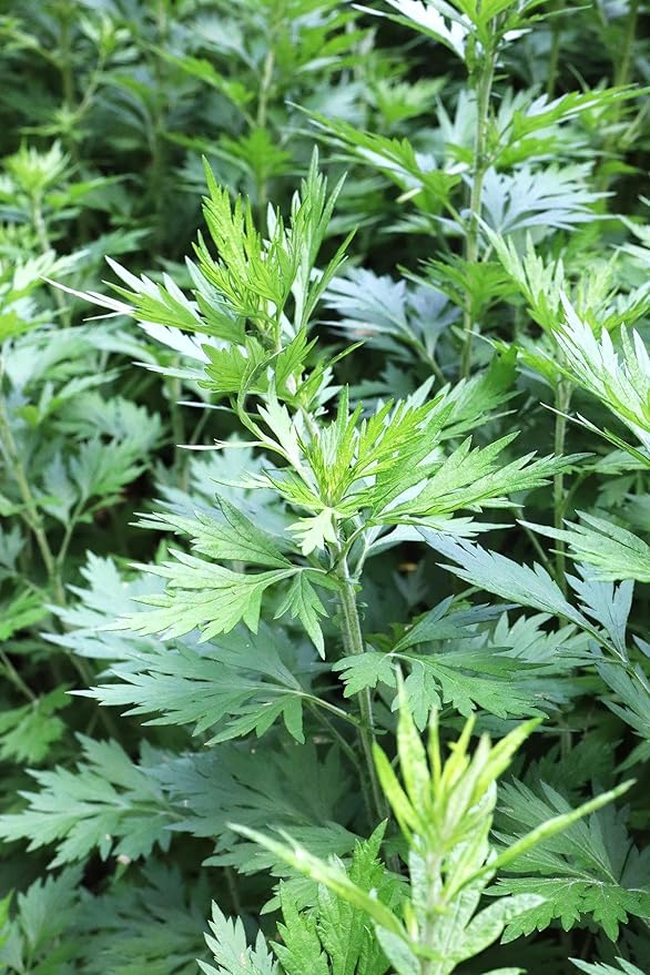 TomorrowSeeds - Common Mugwort Seeds - 15000+ Count - for 2025 Planting Artemisia Vulgaris Wormwood Weed Moxa Moxibustion Riverside Acupuncture Perennial Vegetable Herb Grow Your Own Home Farm Patio