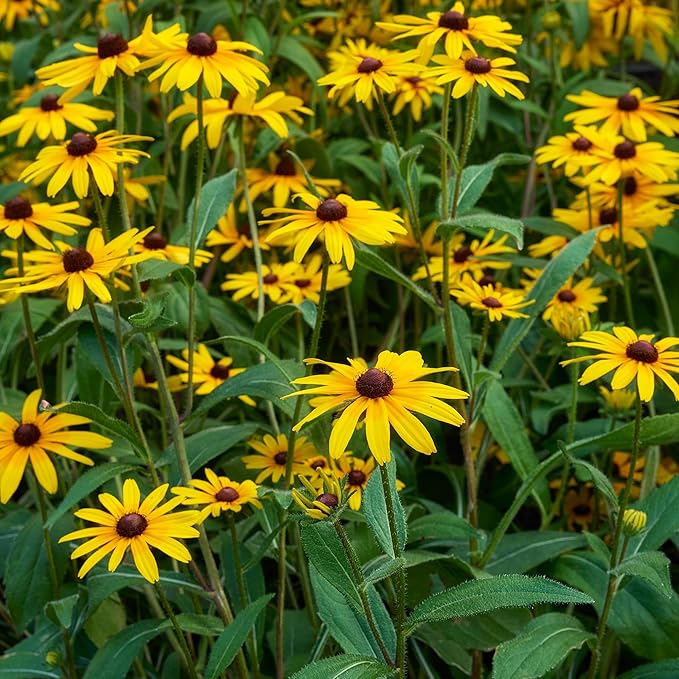 Burpee Rudbeckia 'Goldsturm' Seeds - Classic Perennial Coneflower