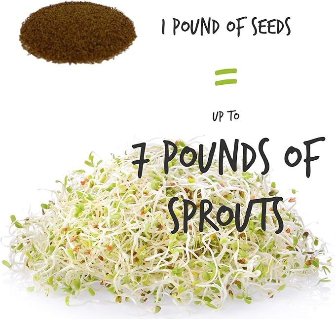 Handy Pantry Organic Alfalfa Seeds for Sprouting 1 lb – Microgreens and Sprout Seeds