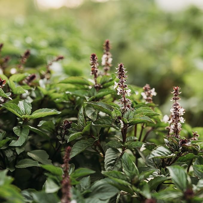 Cinnamon Basil - 250 Seeds - Heirloom & Open-Pollinated Variety, Non-GMO Culinary Herb Seeds for Planting, Grow Kitchen Herbs Indoors or Outdoors in Containers or The Home Garden, Thresh Seed Company