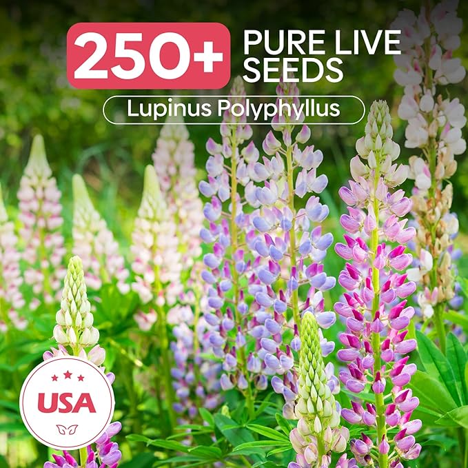 Groundio Russell Lupine Seeds, Lupinus Ployphyllus 36-48 Inch Tall Mix Color Flower, Red, White, Pink, Purple Perfect for Garden, Non-GMO | Heirloom | Open Pollinated, USDA Zone 3-9