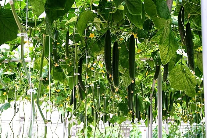 Seeds Cucumber Chinese Miracle - Open-Pollinated - Heirloom Vegetable - GMO Free