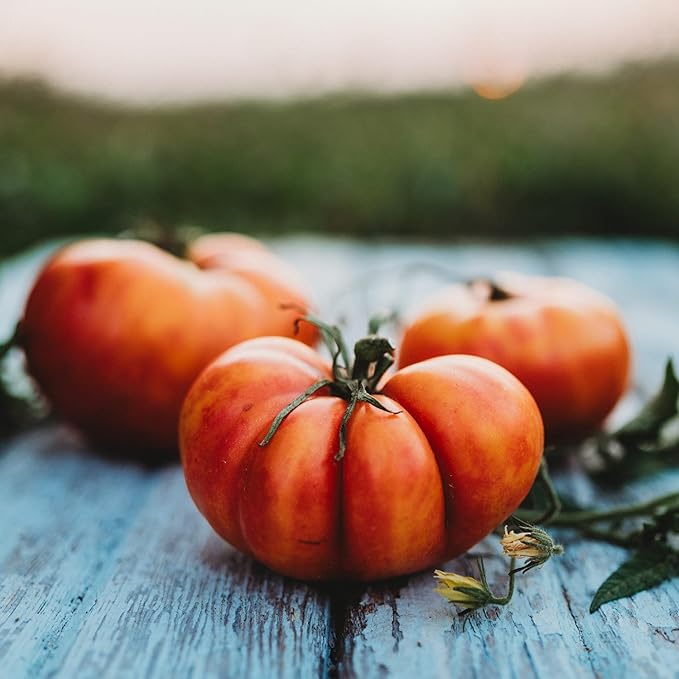 Big Rainbow Tomato - 50 Seeds - Non-GMO, Popular Heirloom Tomato, Exceptionally Sweet, Perfect for Slicing, Non-GMO, Heirloom Yellow Tomato Seeds for Planting in The Home Garden, Thresh Seed Company