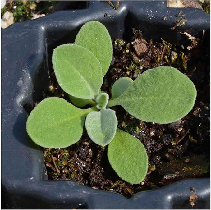 Seed Needs Alyssum Seeds for Planting Basket of Gold - Heirloom Annual Flowers to Attract Pollinators Butterflies & Bees to Outdoor Rock Gardens, Pots, Containers & Window Boxes (1 Pack)