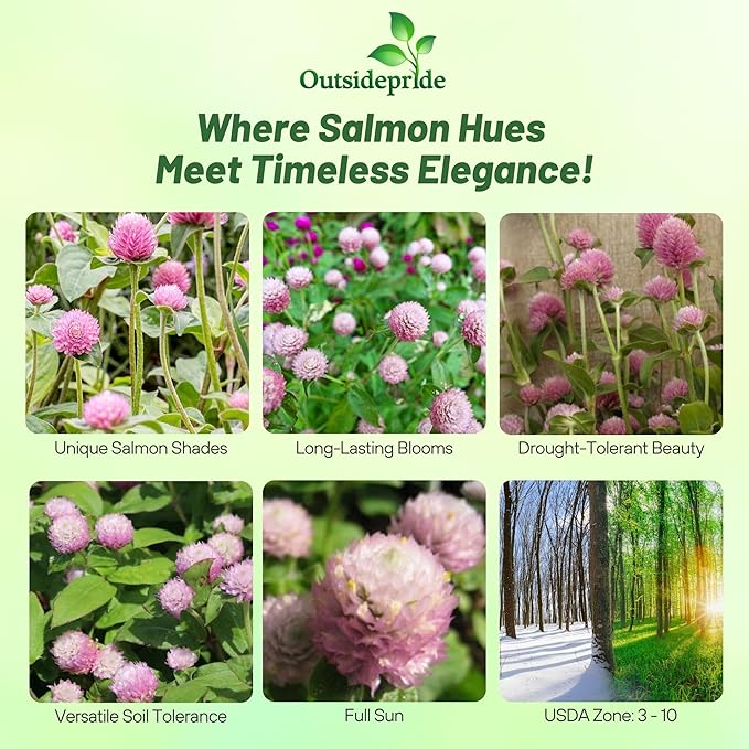 Outsidepride Salmon Gomphrena Seeds - 1000 Pcs Annual, Heat & Drought Tolerant, Pollinator Friendly Globe Amaranth Seeds for Planting w/Vibrant Round Blooms for Beds, Borders, and Arrangements