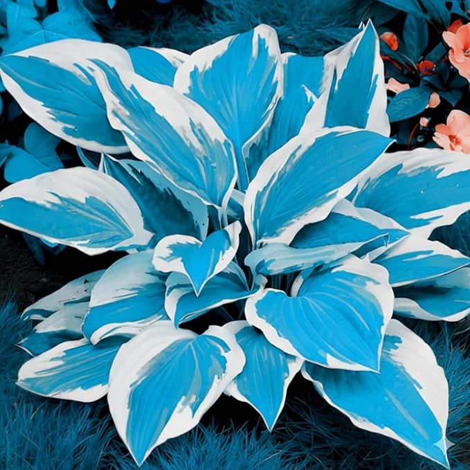 400+ Perennial Rare Hosta Seeds Heart-Shaped Hosta Bare Roots - Rich Foliage, Heart Shaped Leaves, Outdoor Garden Attract Pollinators Bonsai Decoration
