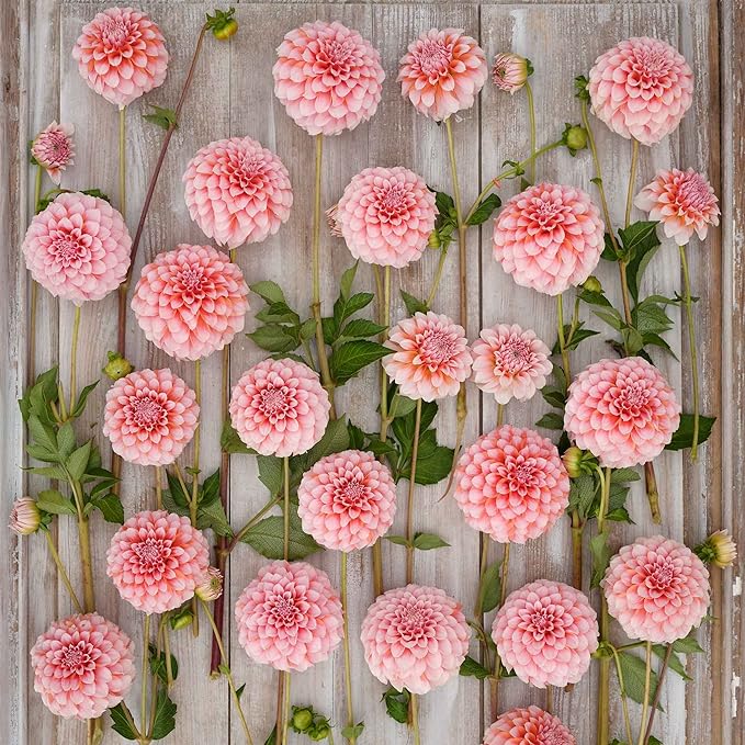 Eden Brothers Dahlia Bulbs (Decorative) - Peaches, Non-GMO Bulbs for Planting, 2 Bulbs | Low-Maintenance Flower Bulbs, Plant During Spring, Zones 8, 9, 10, 11