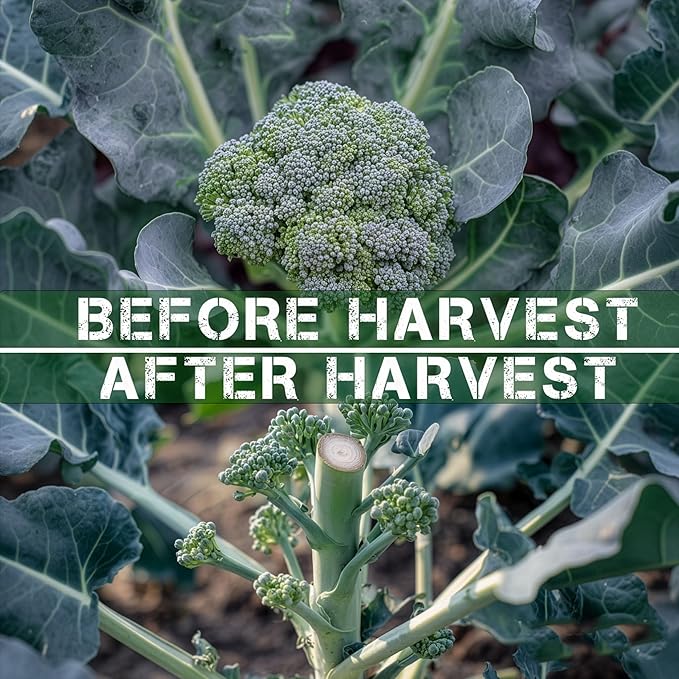 250 Broccoli Seeds for Planting ‘Di Cicco’ – Heirloom, Non-GMO, USA Grown – Sprouting Type Plentiful Side Shoots After Harvest – RDR Seeds