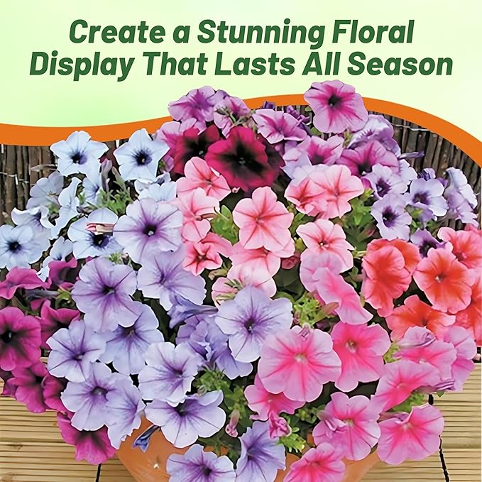Outsidepride Veined Multiflora Petunia Seeds - 1000 Pcs. Annual, Compact, Flower Seeds for Planting, Vibrant Blooms, Ideal for Garden Beds, Hanging Baskets & Container Displays