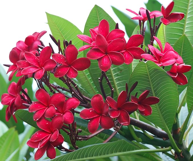 Mixed Color Plumeria Seeds for Planting Tropical Frangipani Rainbow Flower Seed Easy to Grow Colorful Blooms Perennial Patio Balcony Garden Rubra (25, Plumeria Seeds)
