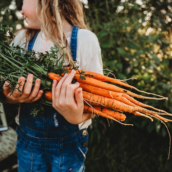 Imperator 58 Carrot - 150 Seeds - Heirloom & Open-Pollinated Variety, Non-GMO Vegetable Seeds for Planting Indoors or Outdoors in Containers or The Home Garden, Thresh Seed Company