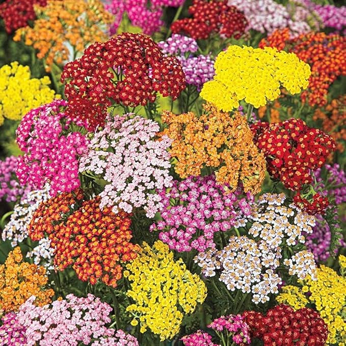1500 Pcs Yarrow Seeds Perennial - Drought Tolerant Hardy Flower Seeds, Long Blooming Period, Perfect for Garden Borders & Pollinator Gardens