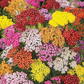 1500 Pcs Yarrow Seeds Perennial - Drought Tolerant Hardy Flower Seeds, Long Blooming Period, Perfect for Garden Borders & Pollinator Gardens