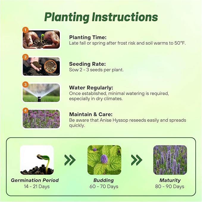 Outsidepride Purple Anise Hyssop Seeds for Planting - 5000 Pcs Perennial Herb Garden Seeds with Fragrant Blooms Attractive to Pollinators, for Small Gardens, Containers, & Xeriscaping