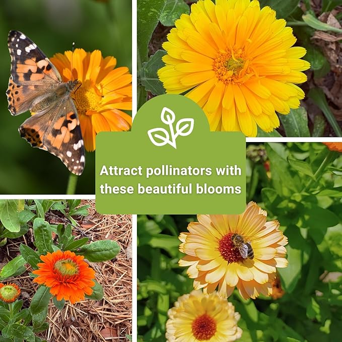 Sow Right Seeds - Calendula Seed Collection for Planting - Non-GMO Heirloom Packets, Instructions to Plant a Home Garden - Medicinal Blooms for Pollinators - 4 Varieties in Orange, Apricot, and More