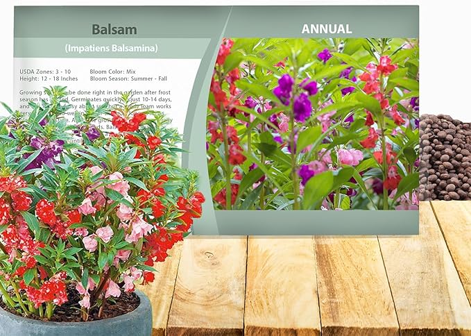 Outsidepride Balsam Impatiens Flower Seeds - 500 Pcs Annual, Compact & Pollinator Friendly, Impatiens Seeds for Planting w/Vibrant, Abundant Blooms for Shade Gardens & Container Displays