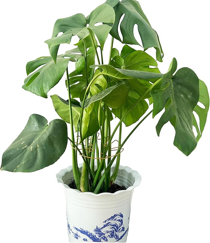 4PCS Adjustable Monstera Plant Support Stakes - Indoor Plants Accessories with Secure Clamps, Easy to Install & Customize for Tall Plants | Durable Metal Design for Healthy Growth