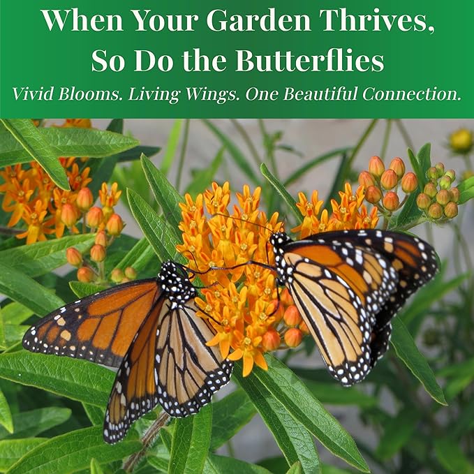 TKE Farms & Gardens - Butterfly Milkweed Seeds for Planting, 100+ Heirloom Non-GMO Seeds, Grow Vibrant Orange Flowers That Attract Monarch Butterflies, Easy Instructions Included, 1 Packet