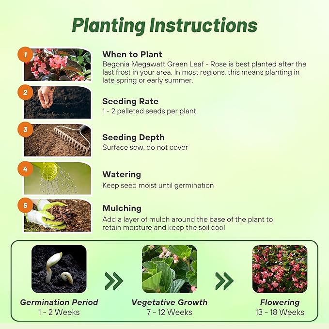 Outsidepride Rose Green Leaf Begonia Seeds for Planting - 20 Pcs Perennial Flower Seeds with Large Blooms, Arching & Pendulous Growth Habit, for Containers, Hanging Baskets, or Landscape Plantings