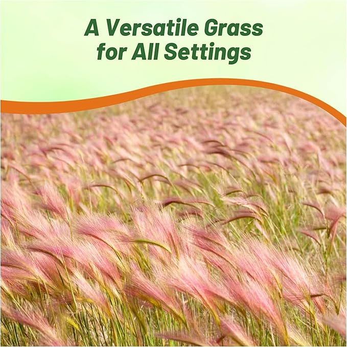 Outsidepride 2000 Seeds Perennial Hordeum Jubatum Foxtail Barley Ornamental Grass Seed for Planting