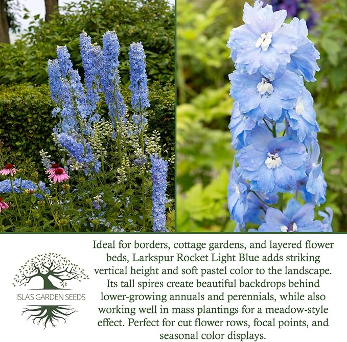 Larkspur Rocket Light Blue Flower Seeds (Delphinium ajacis) – 250+ Heirloom Non-GMO Seeds by Isla’s Garden Seeds, Tall Spikes for Cut Flowers, Cottage Garden Favorite, Cool-Season Annual Blooms