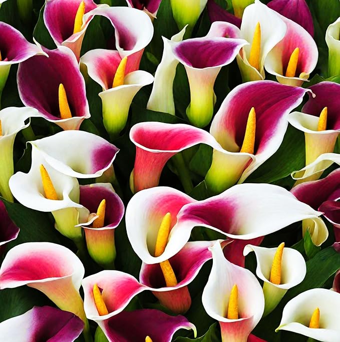 100Pcs Calla Lily Seeds Beautiful Flowers Mix Color Perennial Plant