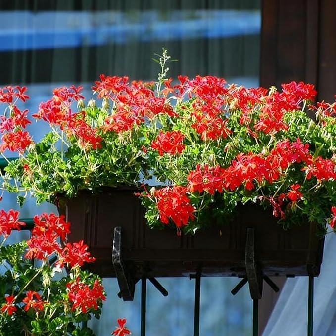 Geranium Flower Seeds for Planting, 10 Red Pelargonium Seed, Perennial Flower Plants, Non-GMO Heirloom Geranium Seeds for Garden Home Outdoor