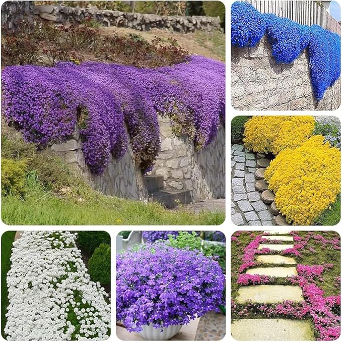 3000+ Mix Creeping Thyme Seeds for Planting Ground Cover Plant 6 Perennial Thyme Heirloom Blue, Purple, Red, Yellow White Thymus Serpyllum Seed