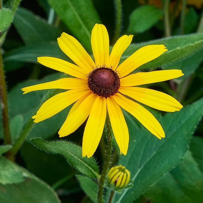 Burpee Rudbeckia 'Goldsturm' Seeds - Classic Perennial Coneflower