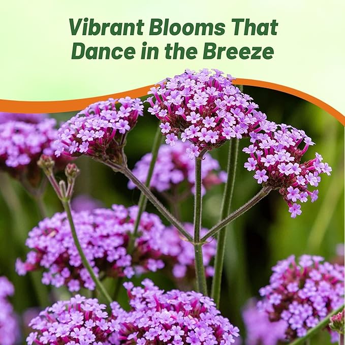 Outsidepride Purpletop Verbena Seeds for Planting - 10000 Pcs. Annual, Drought Tolerant & Easy to Grow, Ground Cover with Fragrant & Vibrant Blooms for Containers, Borders & Pollinator Gardens