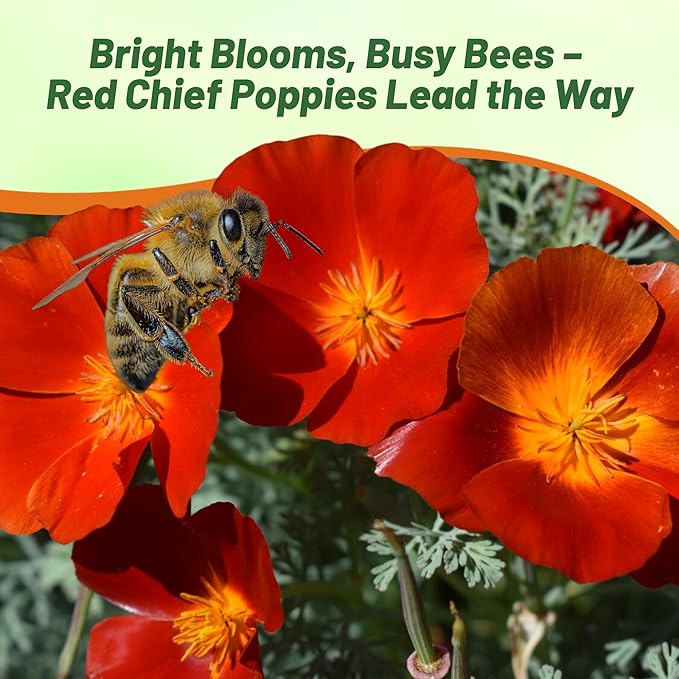 Outsidepride Red Chief California Poppy Seeds for Planting - 1/4 Lbs. Annual, Drought-Tolerant & Easy to Grow Wildflower Seeds with Vibrant Blooms for Landscaping, & Pollinator Garden