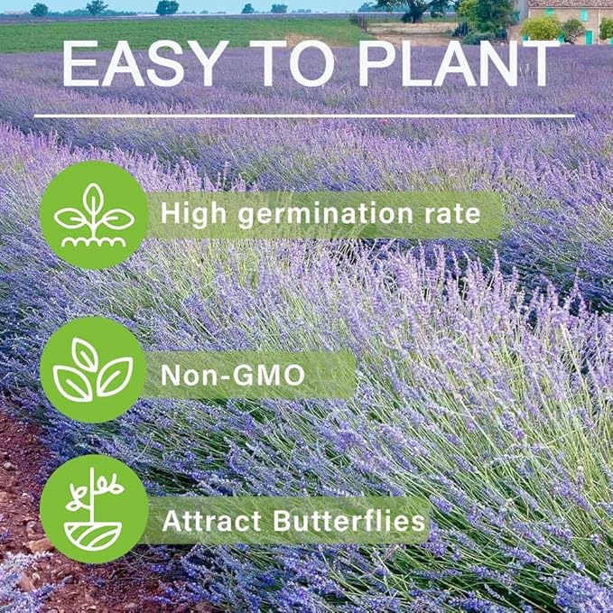 10,000 Lavender Seeds - Non-GMO Heirloom, High Germination Perennial Herb, Fragrant Purple Blooms, Pollinator Friendly for Indoor & Outdoor Planting