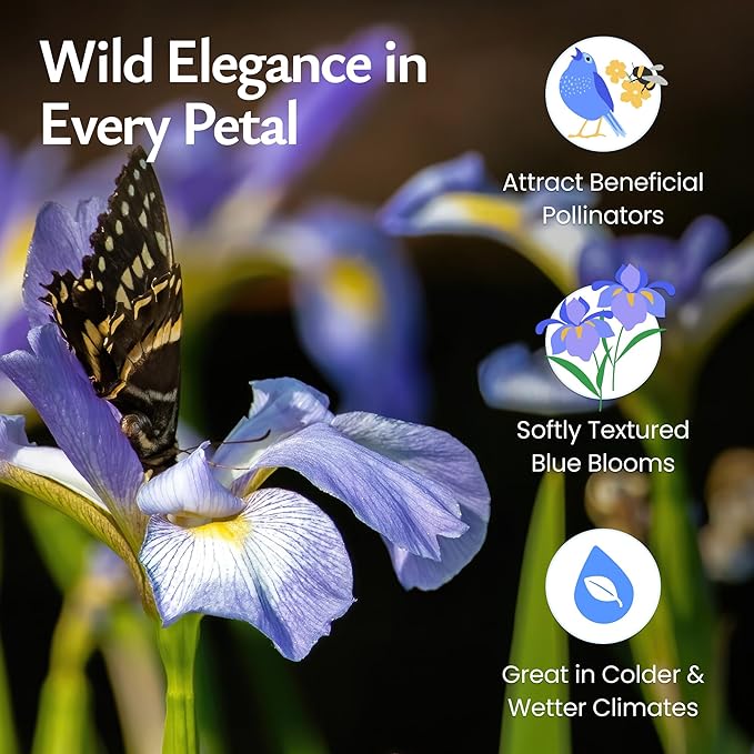 Created By Nature Wild Iris Seeds, 400 Purple Perennial Flower Seeds