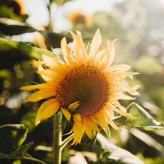 Peredovik Sunflower - 50 Seeds - Pollinator-Friendly, Attracts Birds, Bees & Butterflies, Non-GMO Russian Sunflower Seeds for Planting Outdoors in The Home Garden, Thresh Seed Company