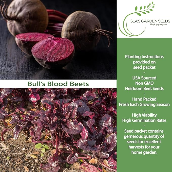 Bull’s Blood Beet Seeds (Beta vulgaris) – 100+ Heirloom Non-GMO Seeds by Isla’s Garden Seeds, Deep Red Roots & Burgundy Greens, Cool-Season Favorite, Dual-Purpose Variety, Great Home Garden Gift