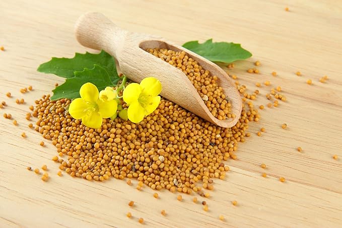 CEMEHA SEEDS - Seeds Yellow Mustard Non GMO Vegetable for Planting 500 Seeds