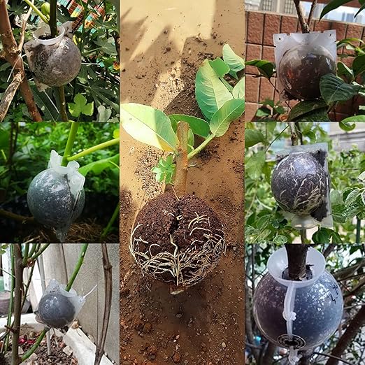 Supking 8 Pcs Air Layering Pods Plant Rooting Grow Propagation Ball Small Transparent Assisted Cutting Rooting Grafting Device Root Box for Plants