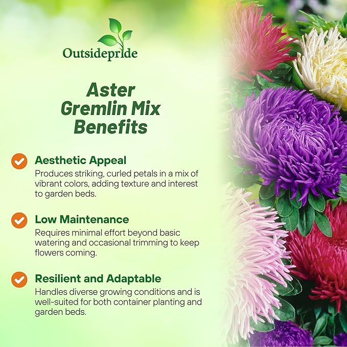 Outsidepride Gremlin Aster Seeds - 2000 Pcs. Annual, Hardy & Pollinator Friendly Flower Seeds for Planting Vibrant Mix Blooms and Oval-Shaped Leaves, Great for Meadows & Aesthetic Gardens
