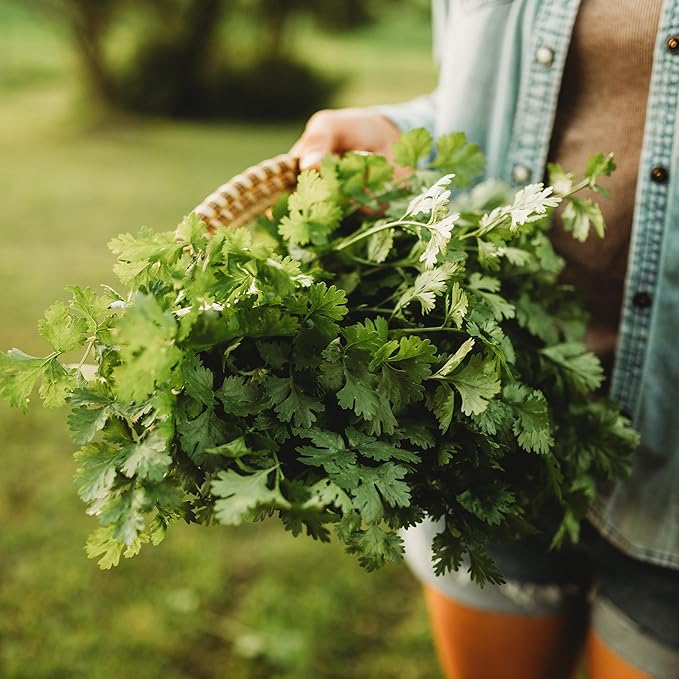 Cilantro - 250 Seeds - Heirloom & Open-Pollinated Variety, Non-GMO Culinary Herb Seeds for Planting, Grow Kitchen Herbs Indoors or Outdoors in Containers/aerogarden/Home Garden, Thresh Seed Company