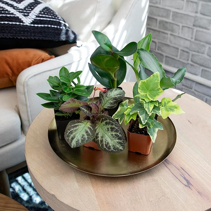 Easy to Grow Houseplants (Pack of 6), Live House Plants in Containers, Growers Choice Plant Set in Planters with Potting Soil Mix, Home Décor Planting Kit or Outdoor Garden Gifts by Plants for Pets
