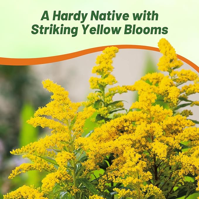 Outsidepride 5000 Seeds Perennial Solidago Stiff Goldenrod Flower Seeds for Planting