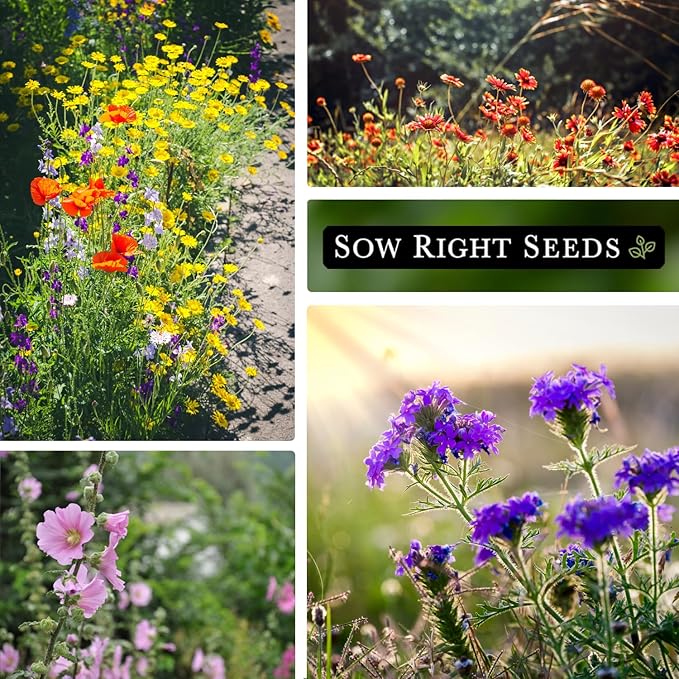 Sow Right Seeds - Wildflowers Seeds Mix for Planting in Southeast - Non-GMO Heirloom Varieties to Grow a Wild Flower Garden - Perennial and Annual Flowers to Attract Pollinators - Colorful Blooms (1)