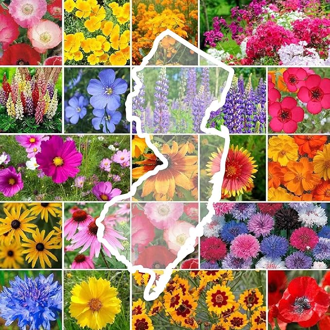 Eden Brothers New Jersey Wildflower Mixed Seeds for Planting, 1/4 lb, 120,000+ Seeds with Cornflower, Coneflower | Attracts Pollinators, Plant in Spring or Fall, Zones