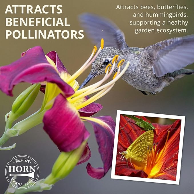 Strutter’s Ball Daylily Flower Bulbs – Deep Red-Purple Ruffled Blooms with Yellow Throat – Hardy, Pollinator-Friendly Perennial for Full Sun (Zones 3–9) Fall Planting Spring Blooming