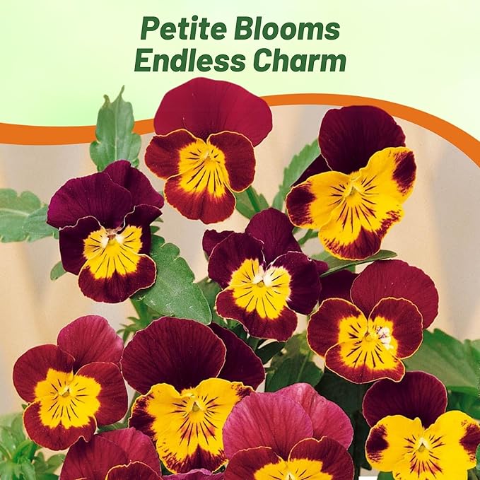 Outsidepride Bambini Mix Viola Pansy Seeds for Planting - 2000 Pcs. Perennial, Cold-Hardy & Pollinator Friendly Flowers with Fragrant Blooms for Garden Beds, Borders & Container Displays